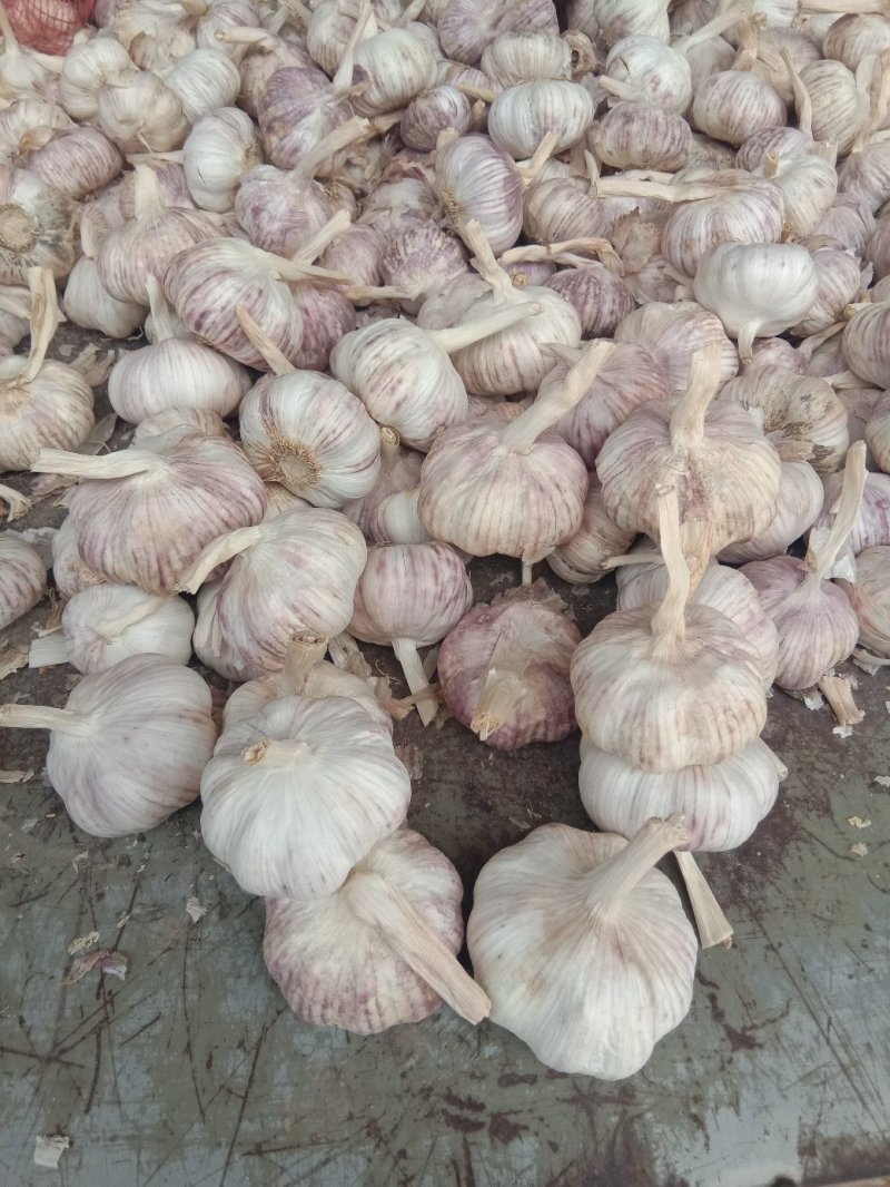 中牟精品大蒜，早熟蒜、杂交混级蒜，品质优良，欢迎采购