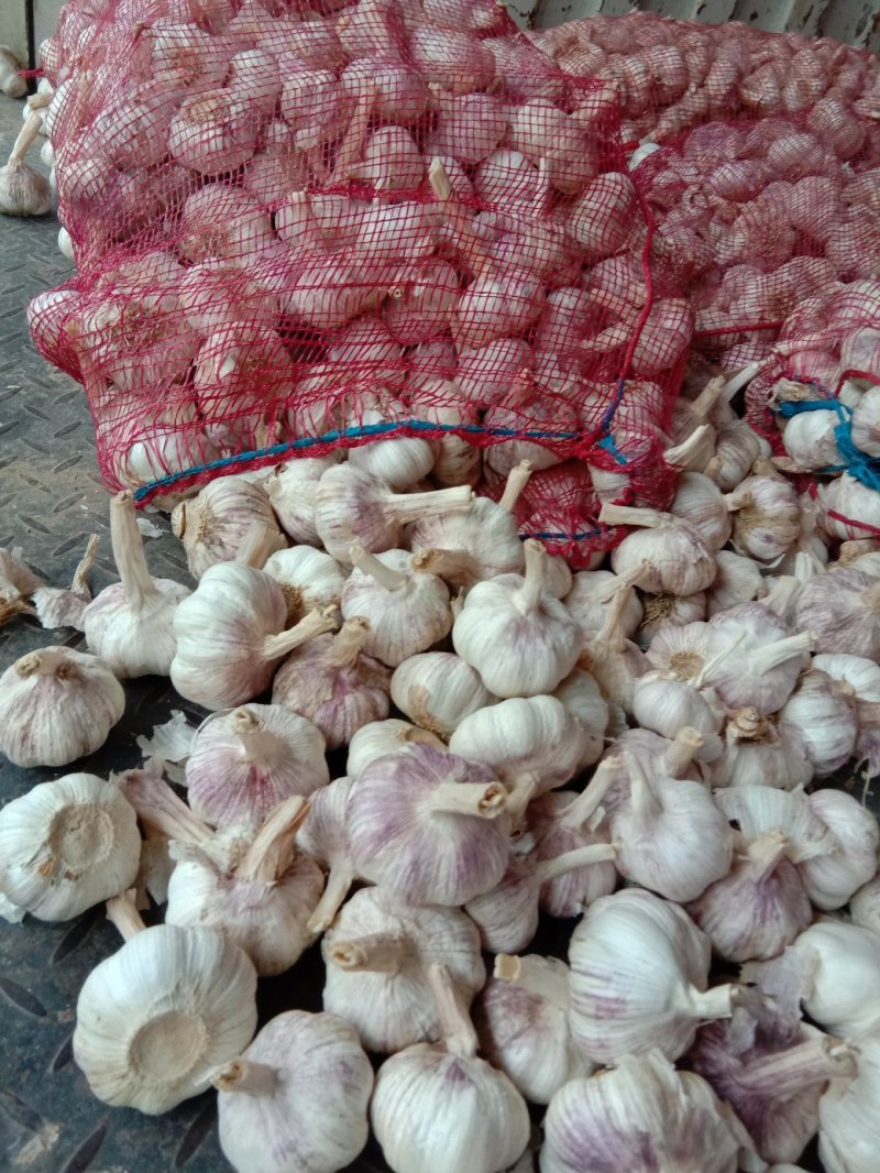 中牟精品大蒜，早熟蒜、杂交混级蒜，品质优良，欢迎采购