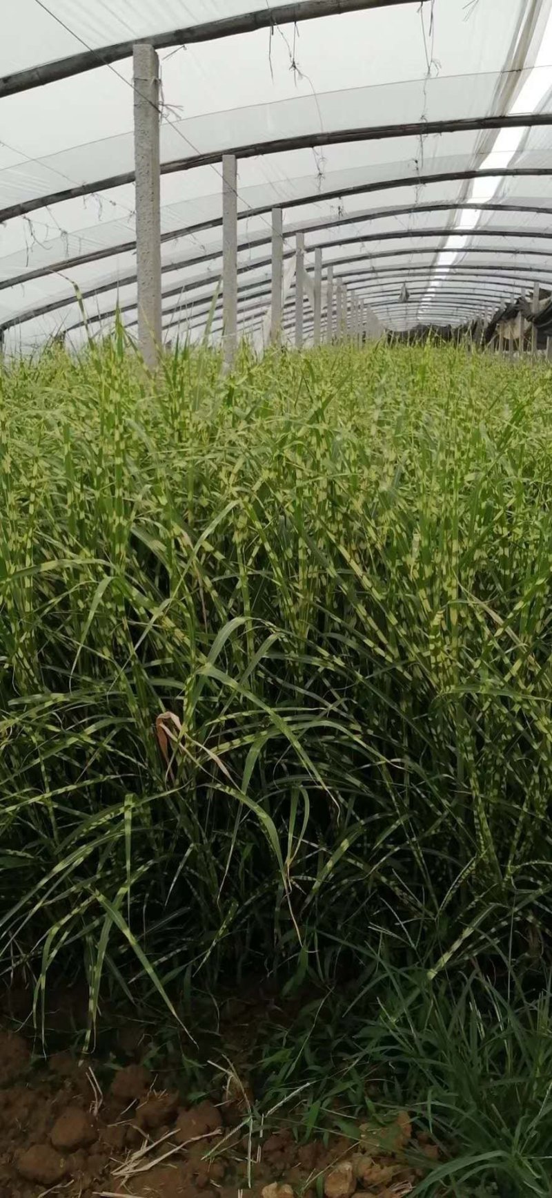 细叶芒！花叶芒！斑叶芒！血草！须芒草！种植基地