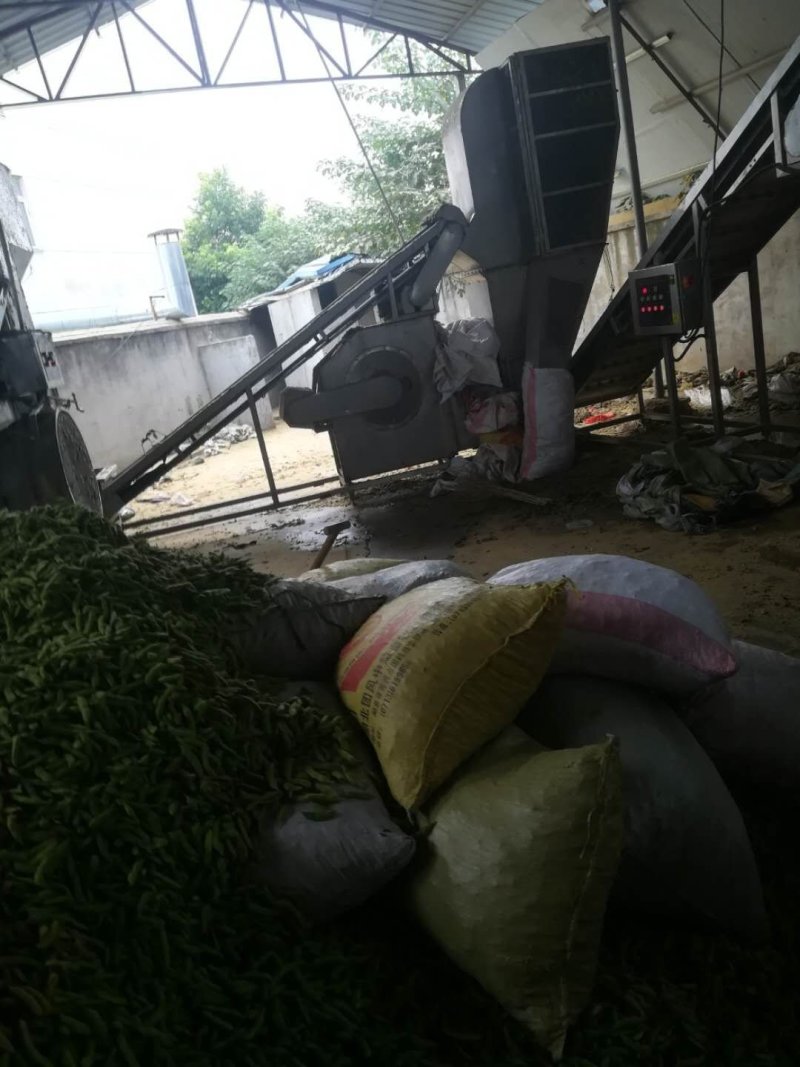75绿宝石大版毛豆产地直供，品质可靠，欢迎采购，畅销全国