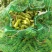 75绿宝石大版毛豆产地直供,品质可靠,欢迎采购,畅销全国