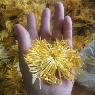 金丝皇菊，袋装一朵，罐装50朵