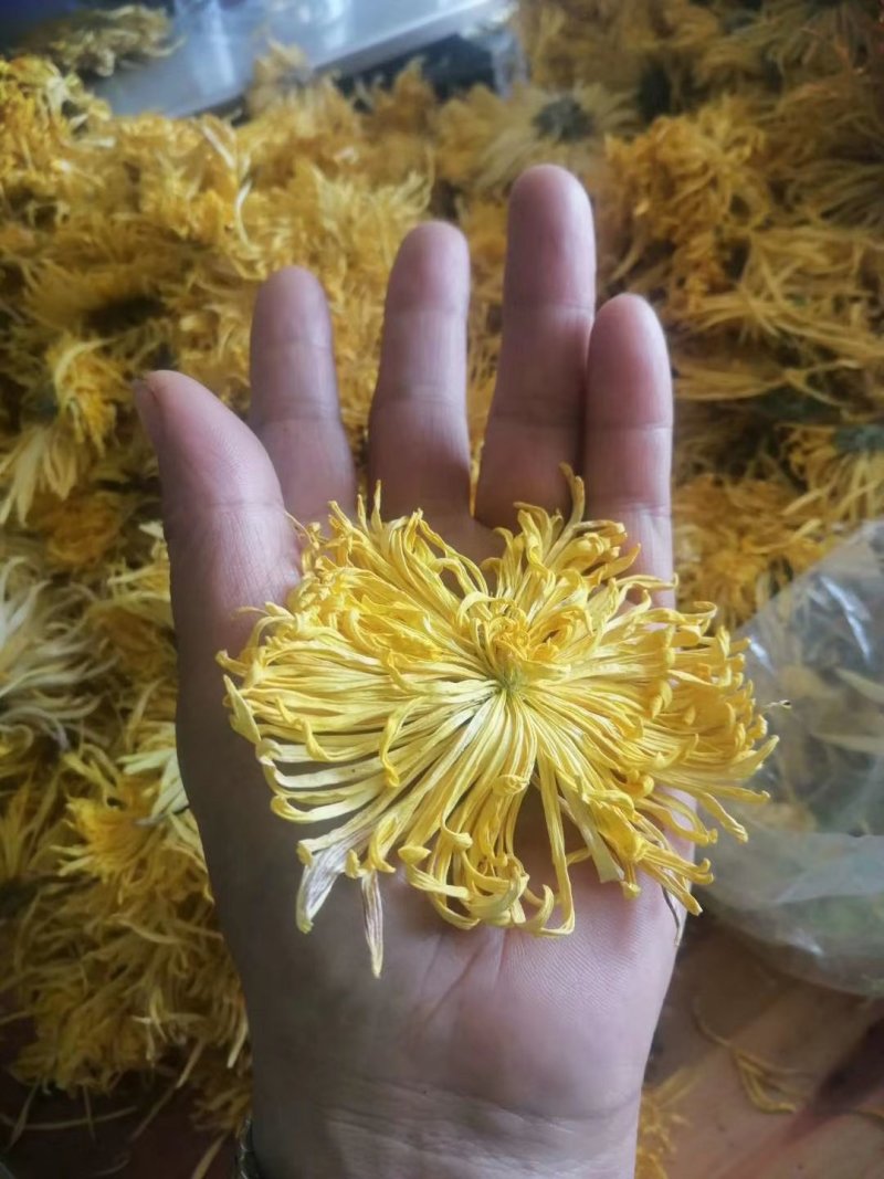 金丝皇菊，袋装一朵，罐装50朵