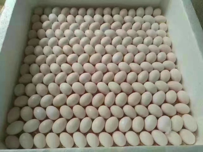 鲜鸽子蛋，支持一件代发