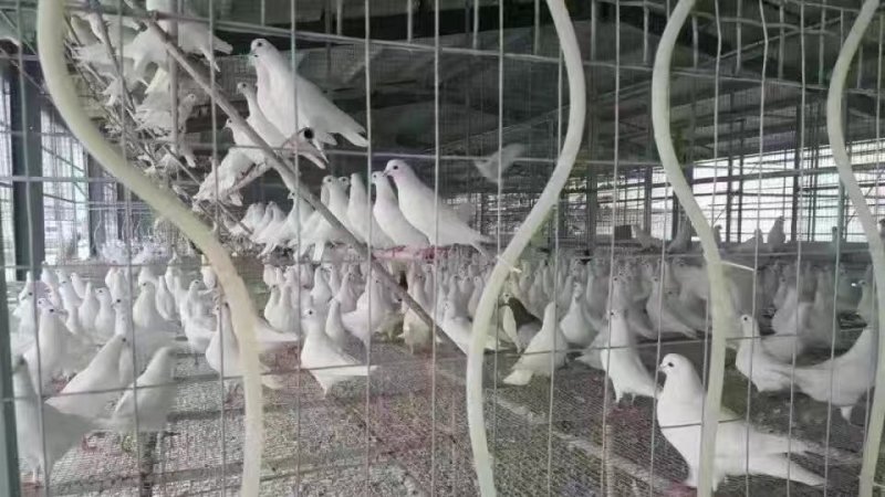 鲜鸽子蛋，支持一件代发