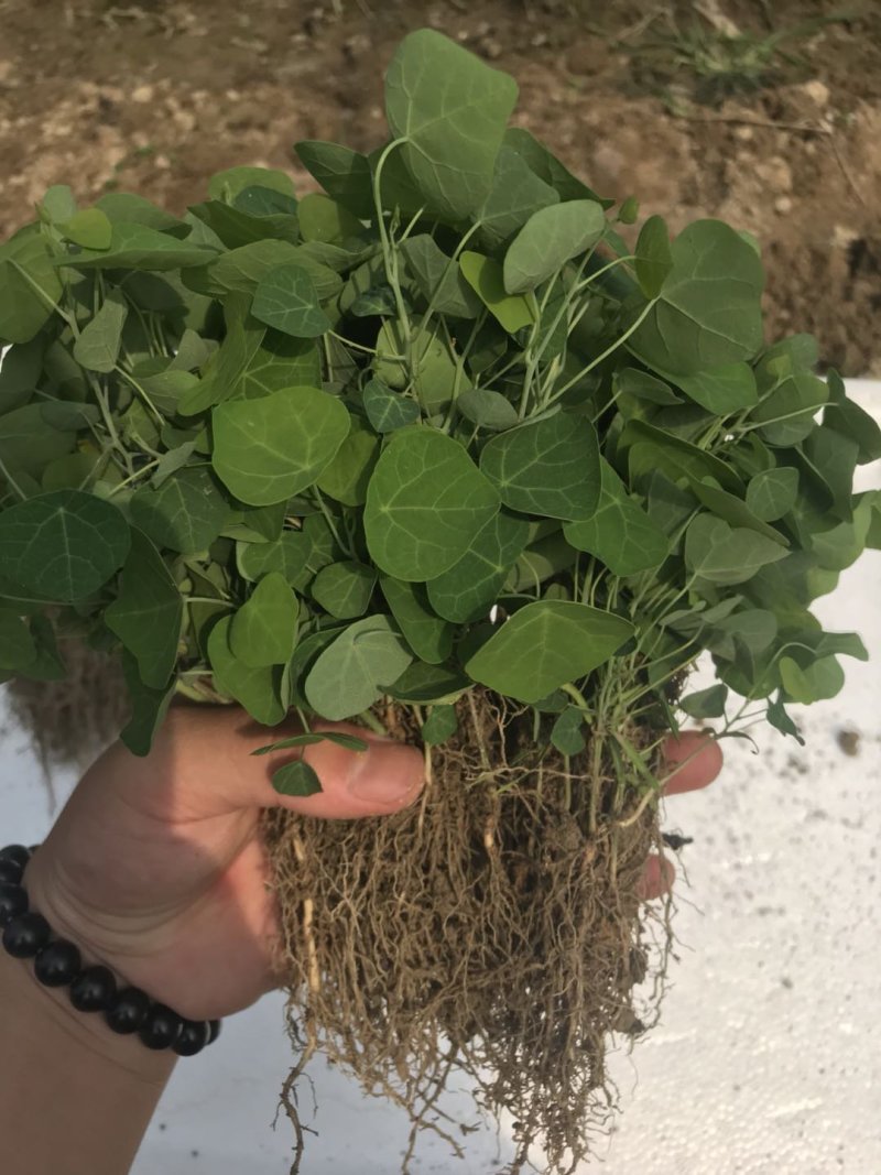 粉防己苗粉防己种苗土木香种苗粉防己种植