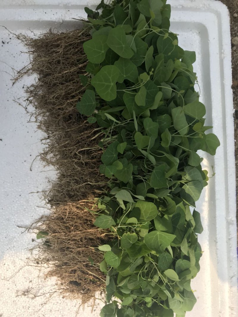 粉防己苗粉防己种苗土木香种苗粉防己种植
