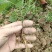粉防己苗粉防己种苗土木香种苗粉防己种植
