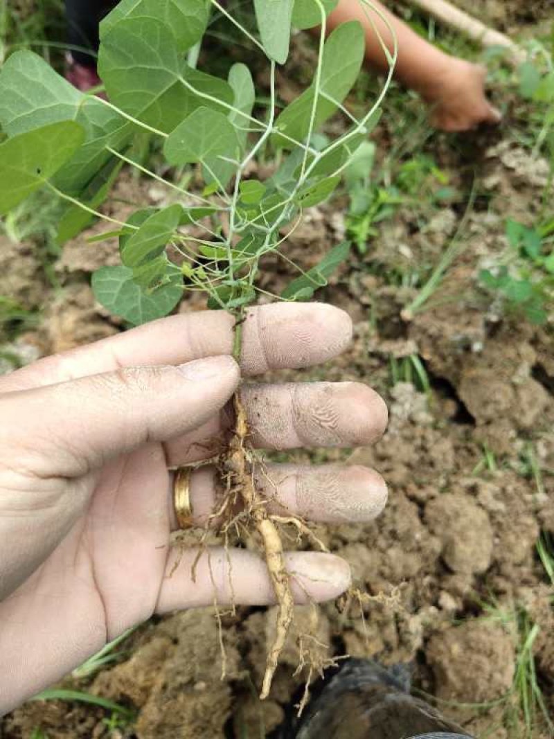 粉防己苗粉防己种苗土木香种苗粉防己种植