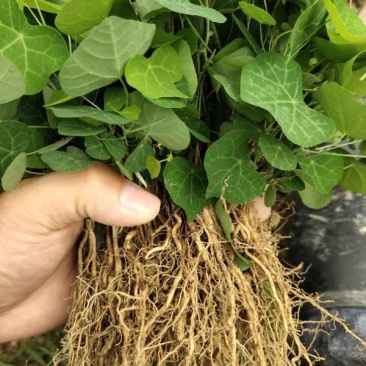粉防己苗粉防己种苗土木香种苗粉防己种植