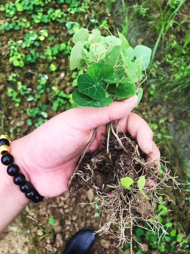 粉防己苗粉防己种苗土木香种苗粉防己种植