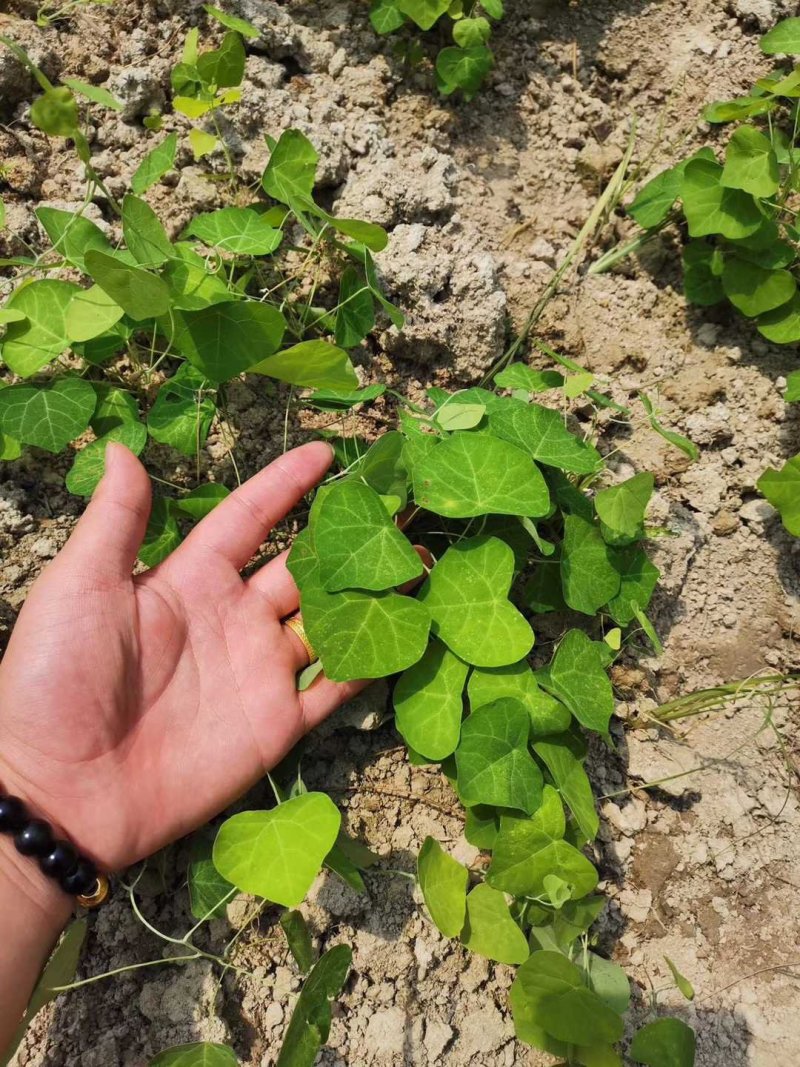 粉防己苗粉防己种苗土木香种苗粉防己种植
