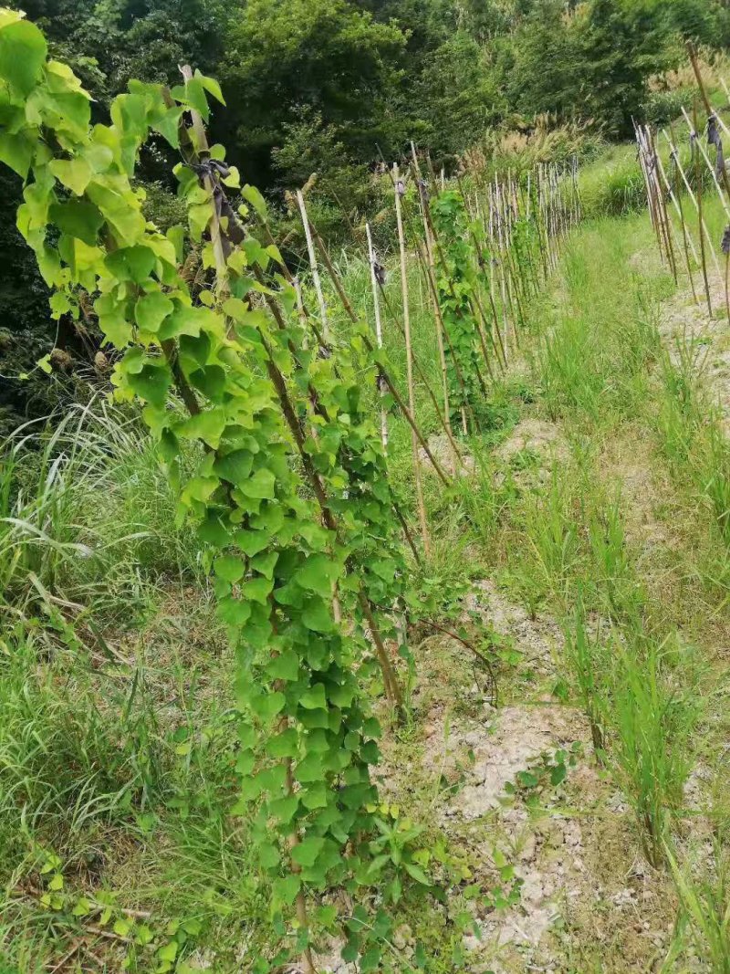 粉防己苗粉防己种苗土木香种苗粉防己种植