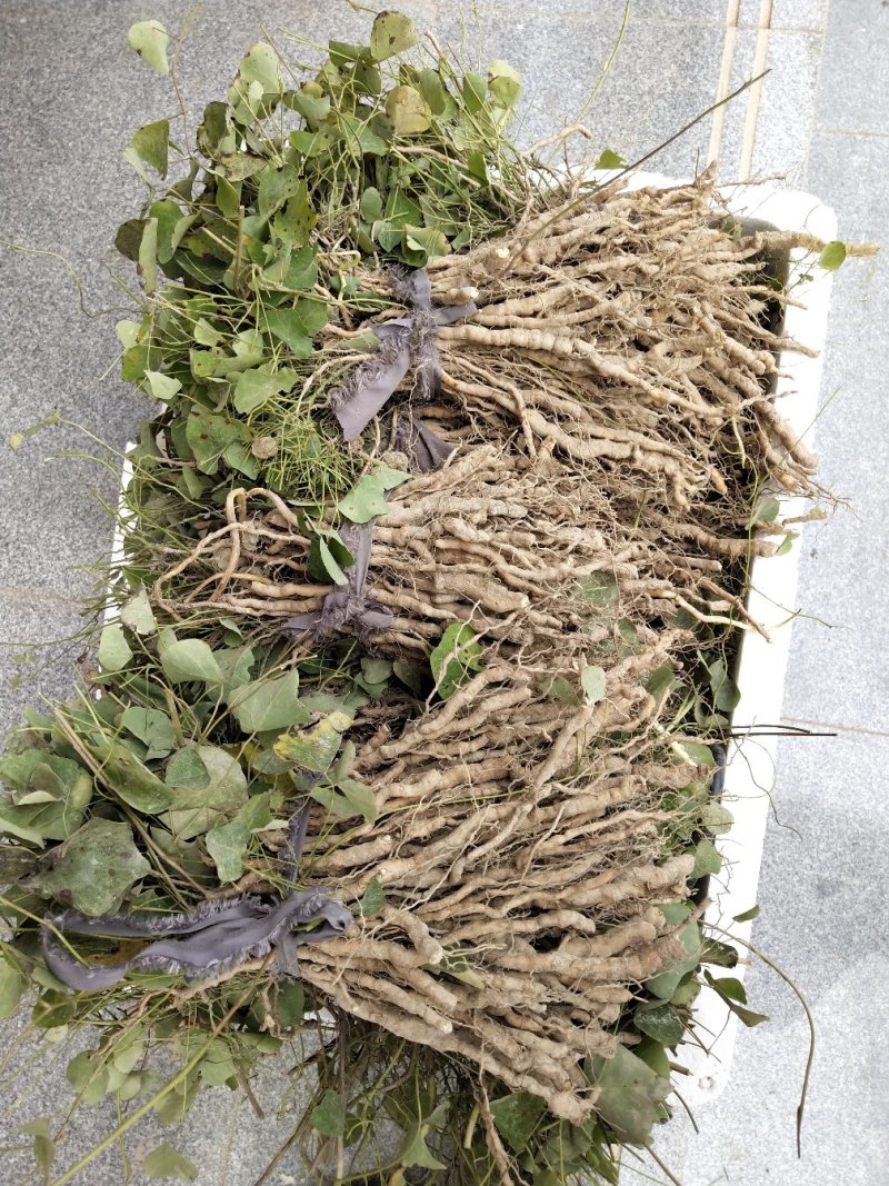 粉防己苗粉防己种苗土木香种苗粉防己种植