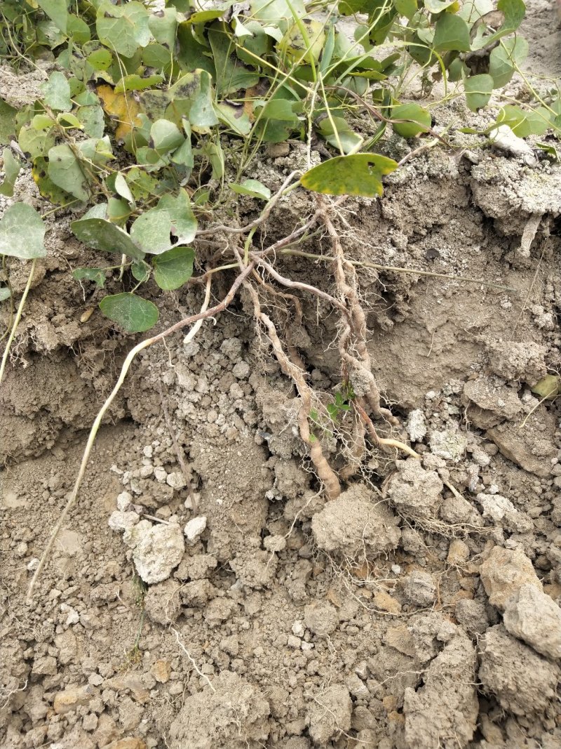 粉防己苗粉防己种苗土木香种苗粉防己种植