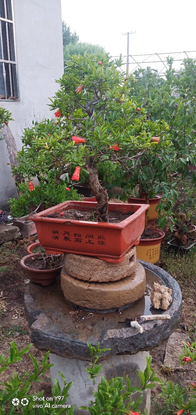 石榴树盆景