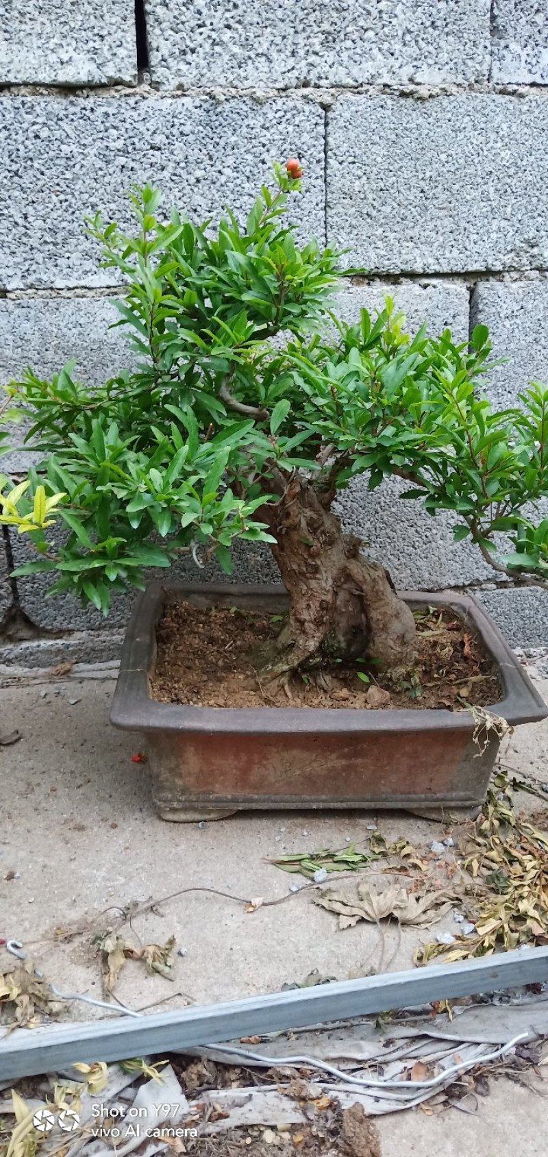 石榴树盆景