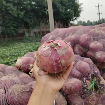 洋葱