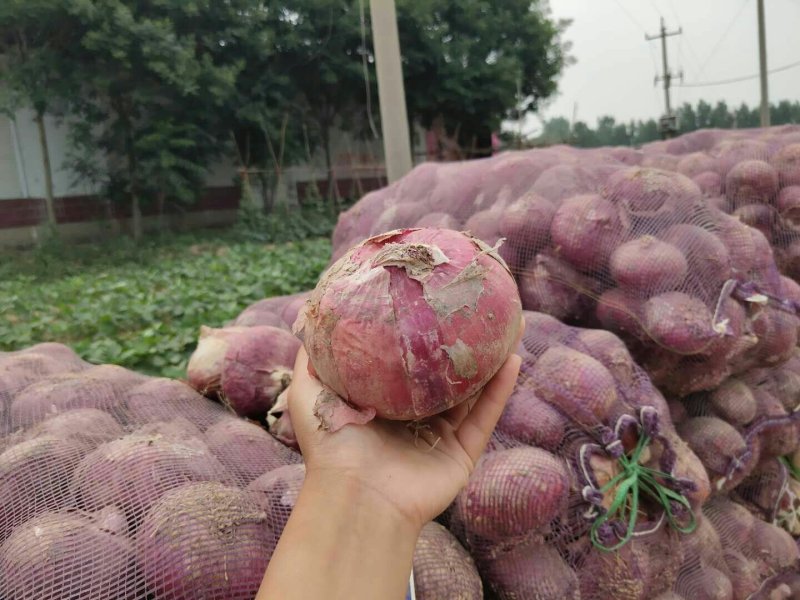 洋葱
