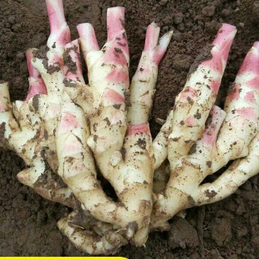 嫩姜新鲜生姜仔姜子姜鲜姜腌制仔姜芽5斤装红芽黄姜大姜新姜