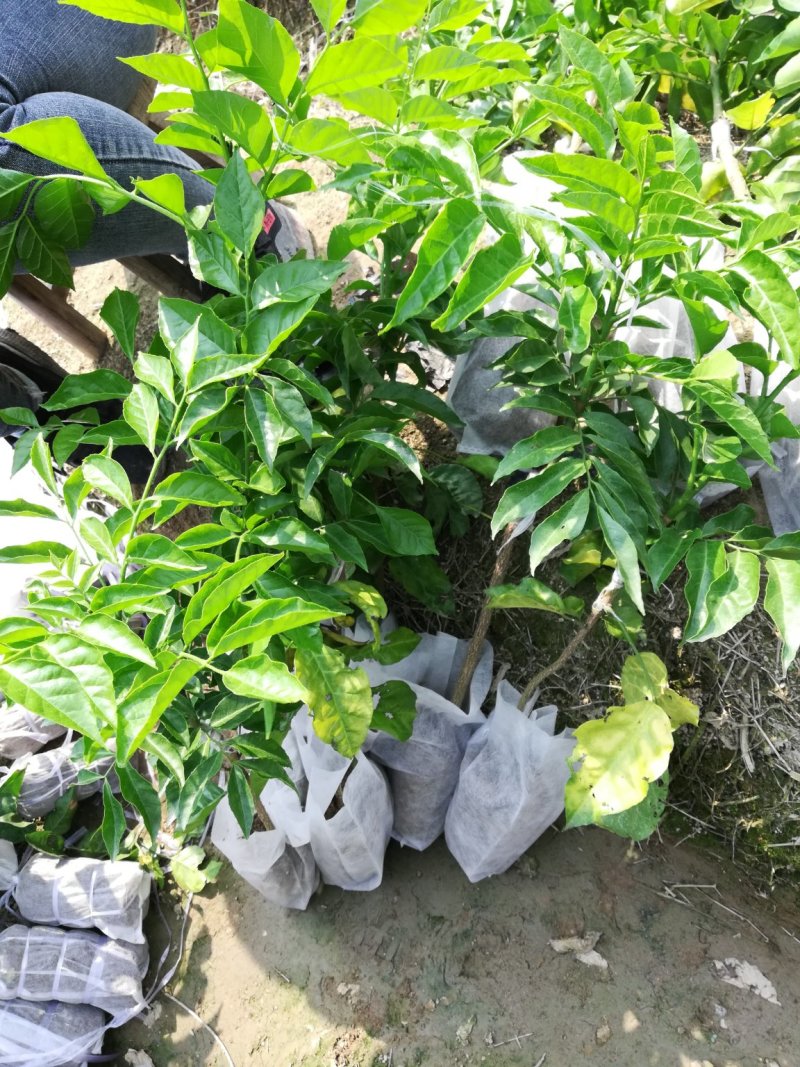 黄皮果苗可视频看货支持线上交易产地直销