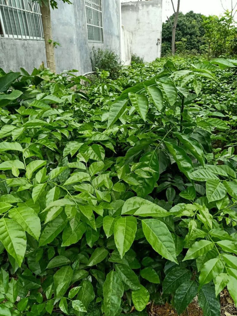 黄皮果苗可视频看货支持线上交易产地直销