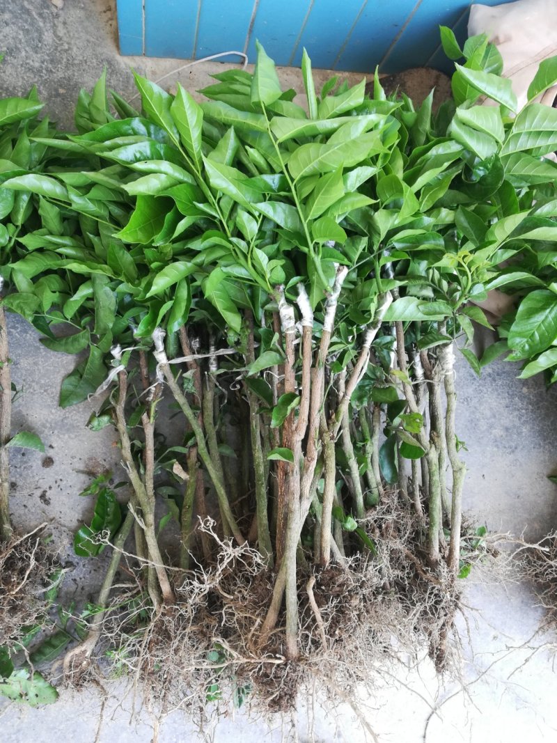 黄皮果苗可视频看货支持线上交易产地直销