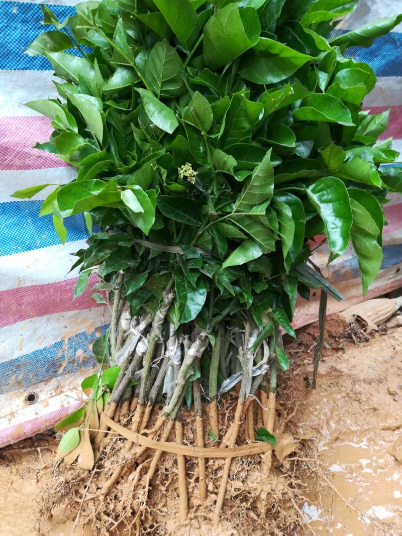 黄皮果苗可视频看货支持线上交易产地直销