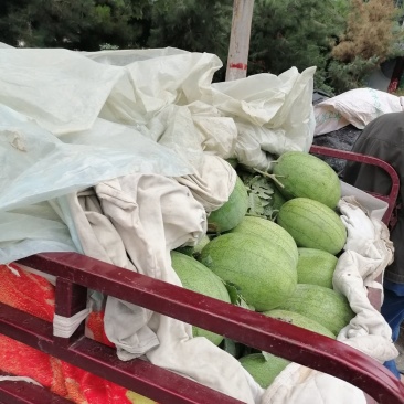 郑州中牟绿之秀西瓜供应