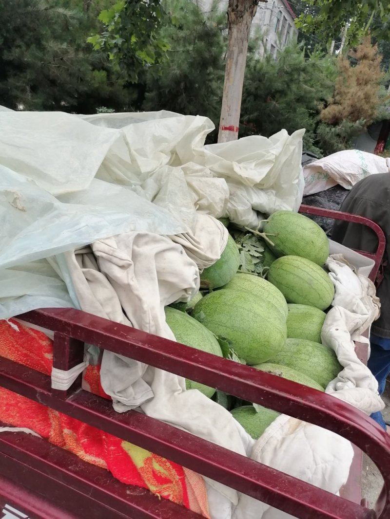 郑州中牟绿之秀西瓜供应