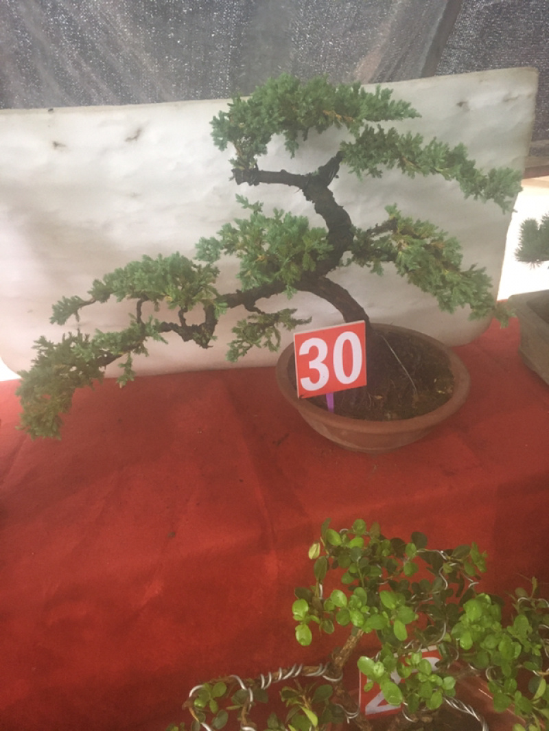 五针松盆景，黄杨盆景，黑松盆景，真珠地柏盆景，
