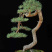 五针松盆景，黄杨盆景，黑松盆景，真珠地柏盆景，