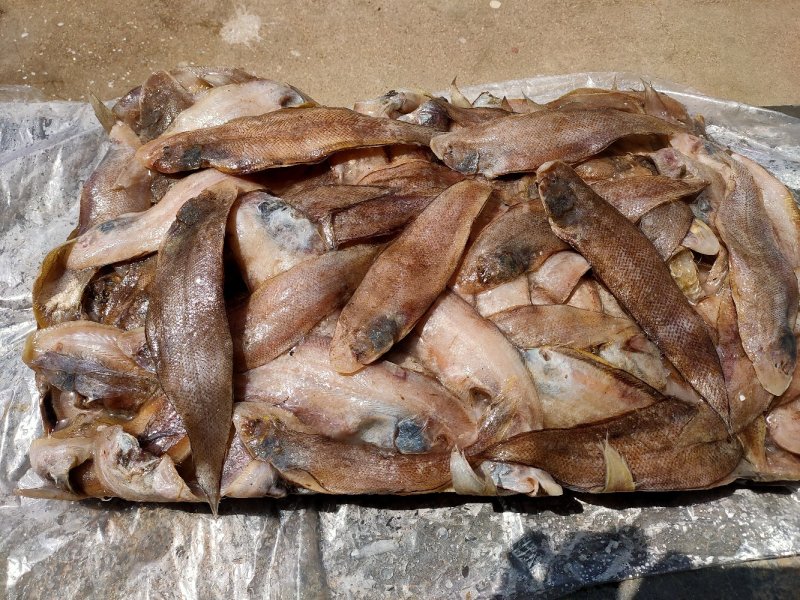 纯海洋龙利鱼舌头鱼比目鱼，鳎目鱼肉质鲜嫩，油炸红烧更好吃