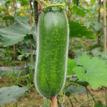 黑皮冬瓜吊瓜出售