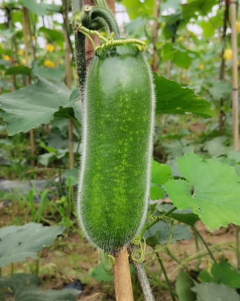 黑皮冬瓜吊瓜出售