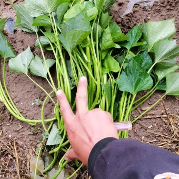 红薯苗优质商薯19西瓜红龙九