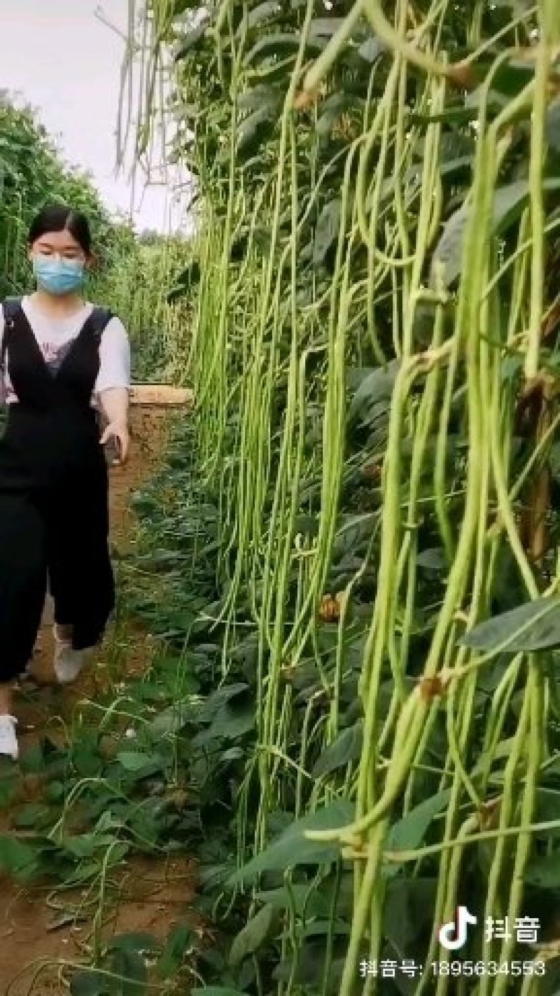 豆角