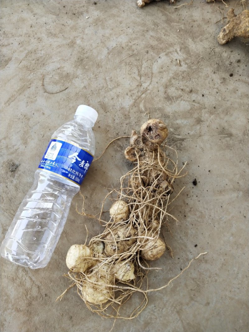 多花姜型倒苗甜黄精鲜货块茎黄精块茎九华黄精鲜货