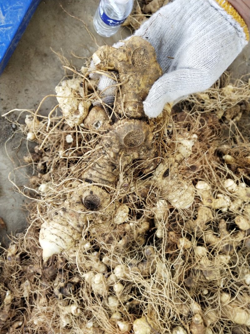 多花姜型倒苗甜黄精鲜货块茎黄精块茎九华黄精鲜货
