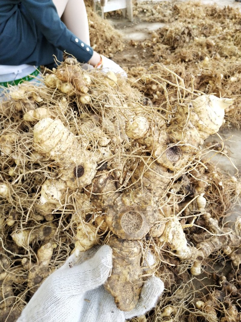 多花姜型倒苗甜黄精鲜货块茎黄精块茎九华黄精鲜货