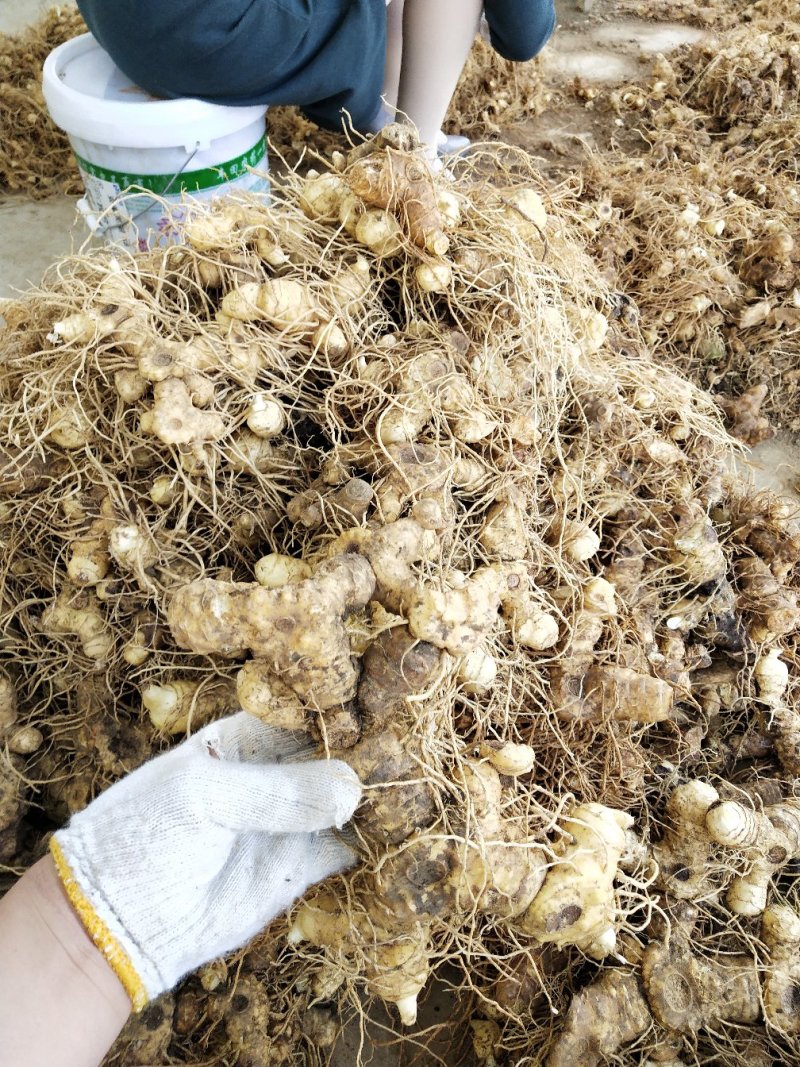 多花姜型倒苗甜黄精鲜货块茎黄精块茎九华黄精鲜货