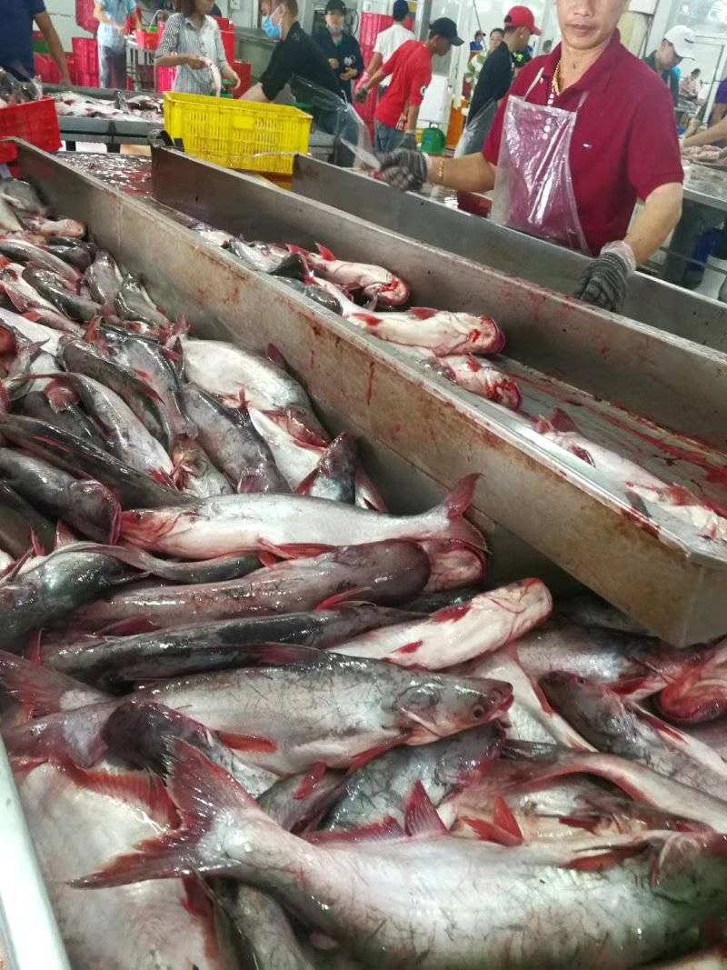 越南海水开背巴沙鱼，质量超好。。。。。。