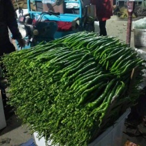 线椒