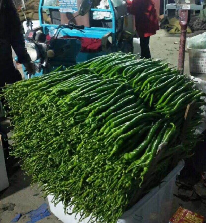 线椒
