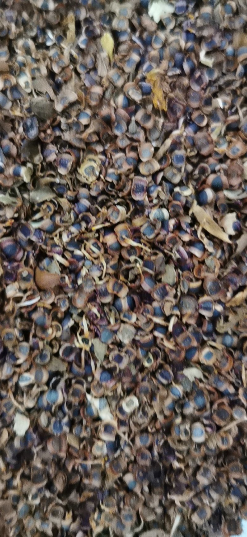 金鸡菊种子，大花金鸡菊种子，花卉种子，花海种子