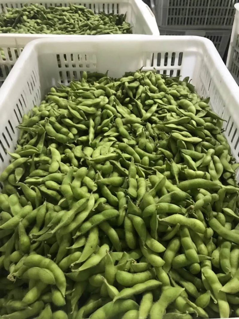 台75毛豆早佳绿宝石中版大版青翠绿宝上市，产地代收