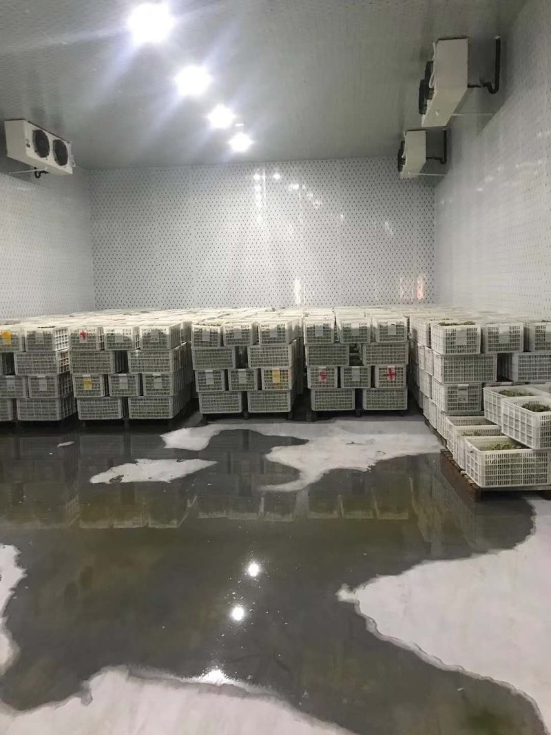 台75毛豆早佳绿宝石中版大版青翠绿宝上市，产地代收