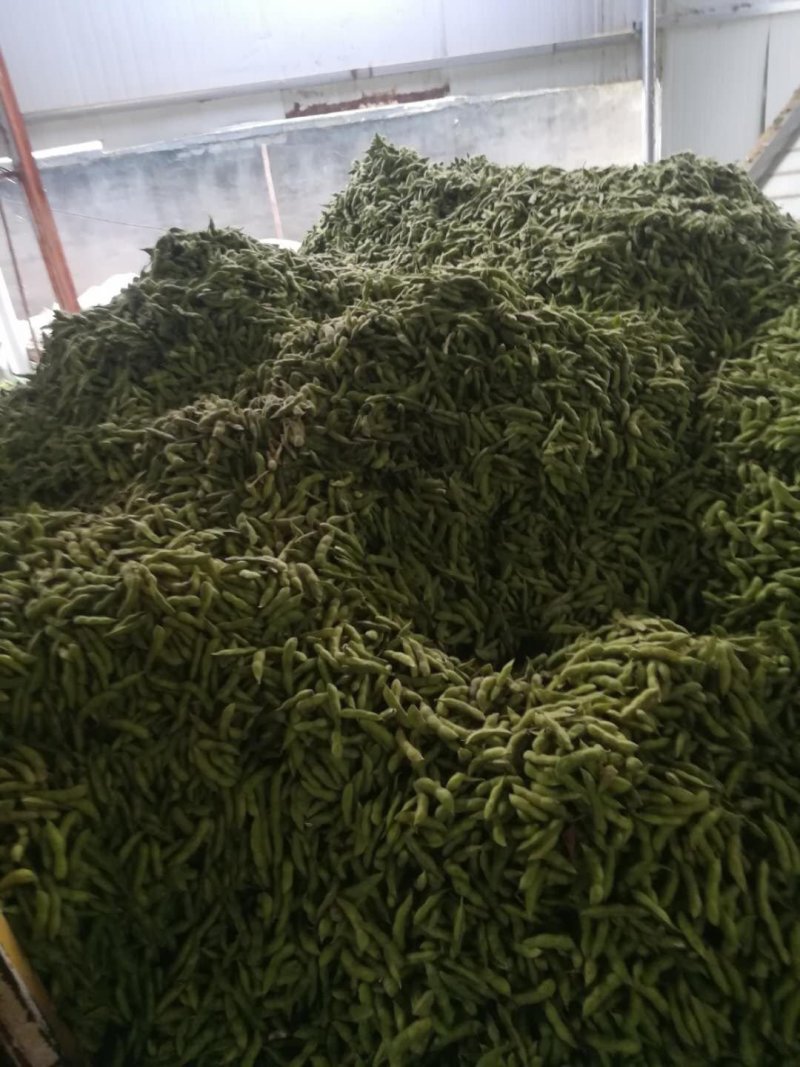 台75毛豆早佳绿宝石中版大版青翠绿宝上市，产地代收