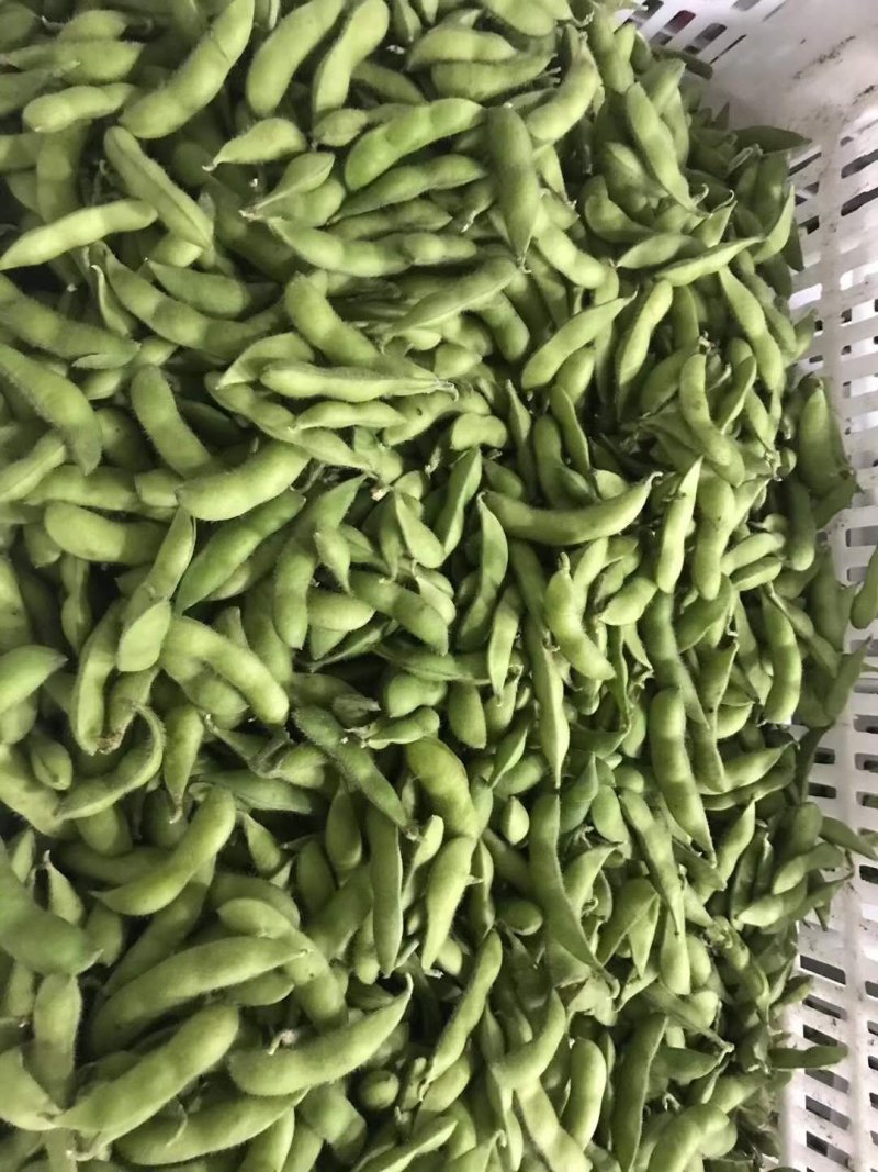 台75毛豆早佳绿宝石中版大版青翠绿宝上市，产地代收