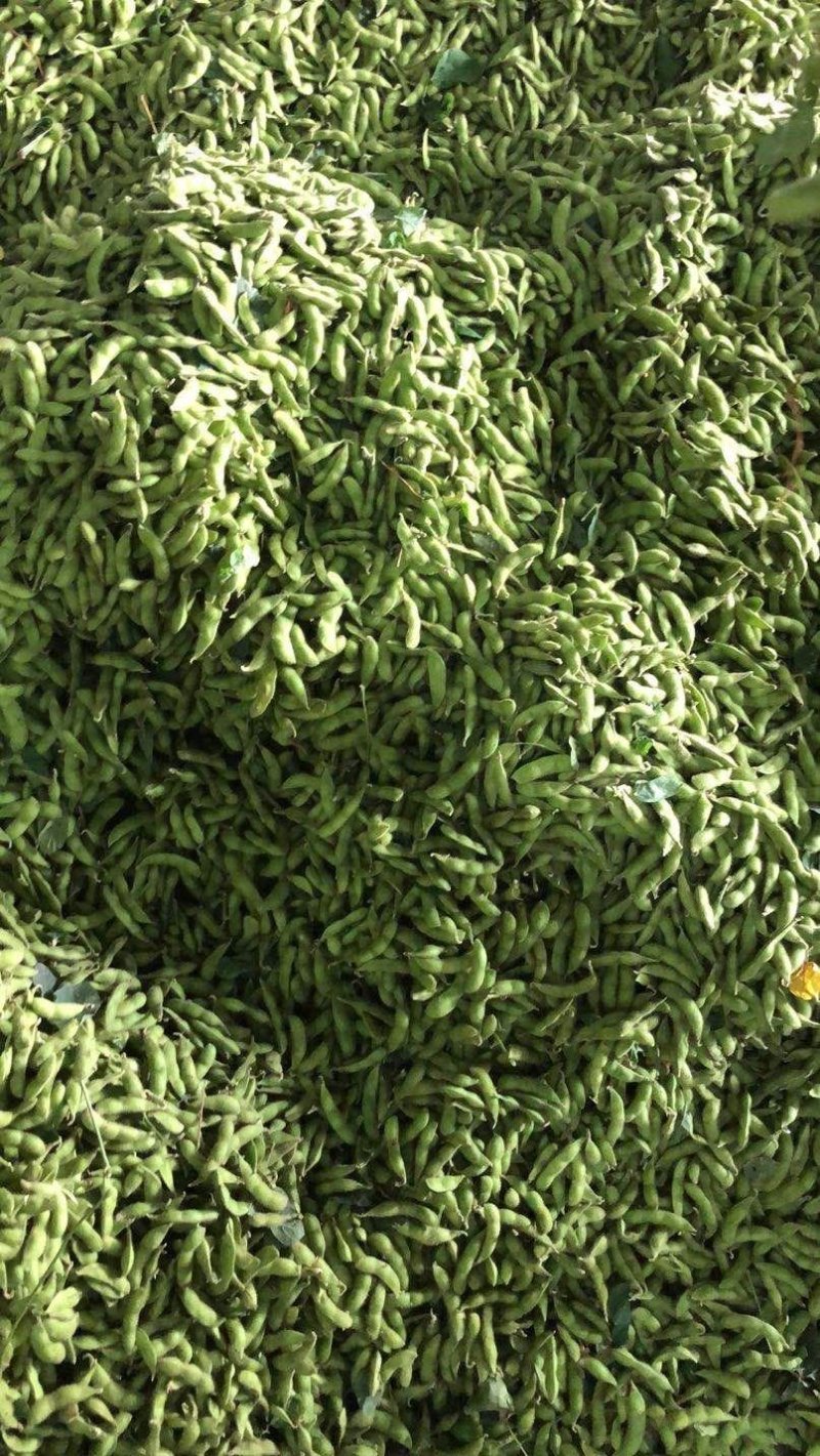 台75毛豆早佳绿宝石中版大版青翠绿宝上市，产地代收